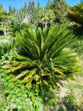 Palmera Cica Revoluta