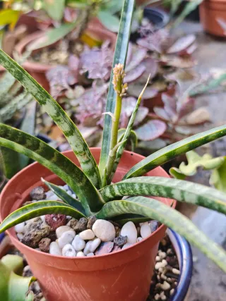 Sansevieria trifasciata Megan En Flor Maravillosa