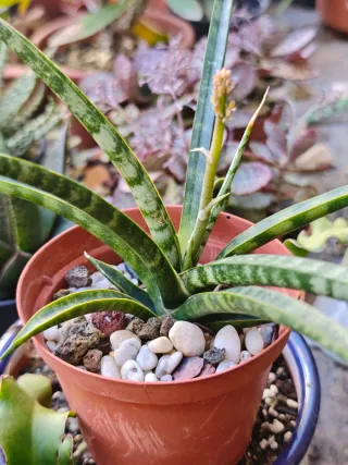 Sansevieria trifasciata Megan En Flor Maravillosa