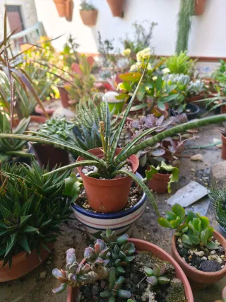 Sansevieria trifasciata Megan En Flor Maravillosa