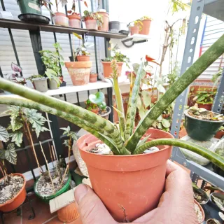 Sansevieria trifasciata Megan En Flor Maravillosa