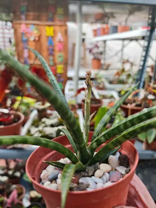 Sansevieria trifasciata Megan En Flor Maravillosa