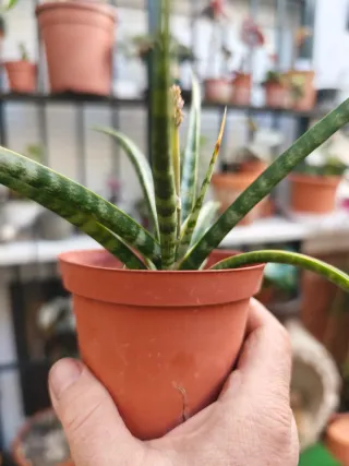 Sansevieria trifasciata Megan En Flor Maravillosa