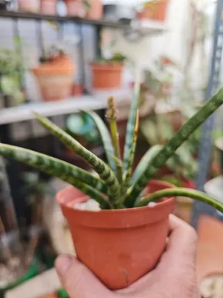 Sansevieria trifasciata Megan En Flor Maravillosa