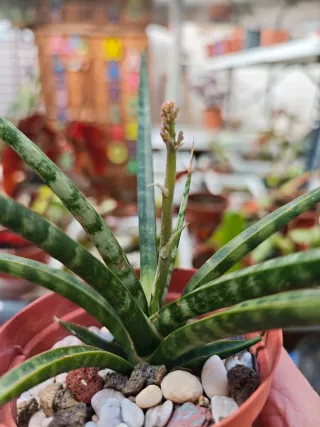 Sansevieria trifasciata Megan En Flor Maravillosa