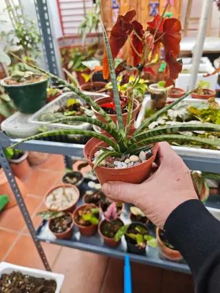 Sansevieria trifasciata Megan En Flor Maravillosa