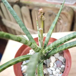 Sansevieria trifasciata Megan En Flor Maravillosa