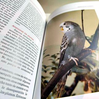 El Nuevo Libro de los Periquitos - Cómo cuidarlos