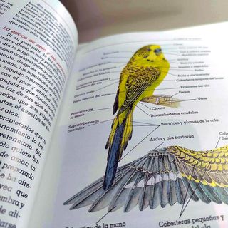 El Nuevo Libro de los Periquitos - Cómo cuidarlos