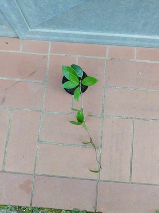 Pianta Hoya Carnosa in vaso