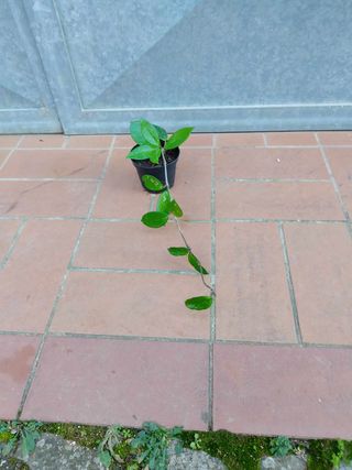 Pianta Hoya Carnosa in vaso