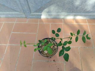 Pianta Rosa Arancio h 25 - 30cm Vaso 14 rifiorente