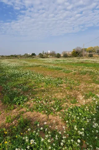 Terreno rústico en Beniparrell