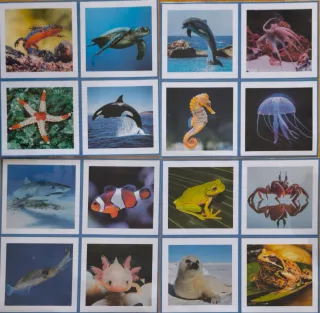 Juego educativo Els animals aquàtics ~ CATALÁN