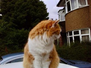 Olympus U-5000 cámara compacta 12MP buen estado