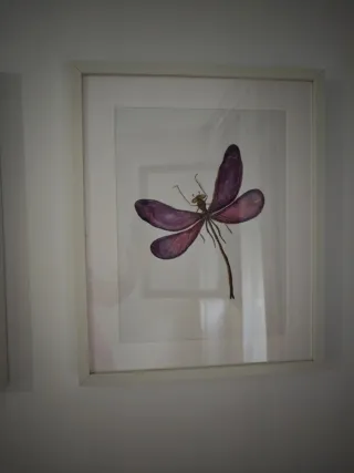 Cuadros decorativos con láminas de insectos