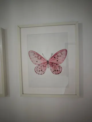 Cuadros decorativos con láminas de insectos