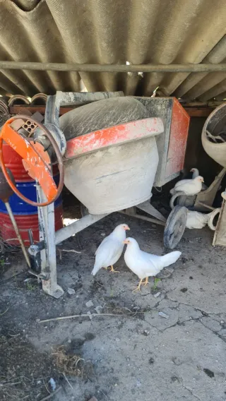 3 hormigoneras (150l, 250l,300l)