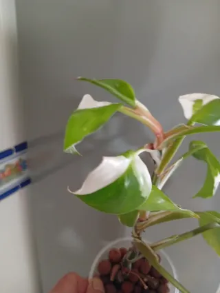 Philodendron White Princess