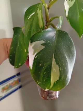 Philodendron White Princess