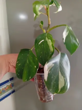 Philodendron White Princess