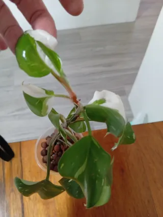 Philodendron White Princess