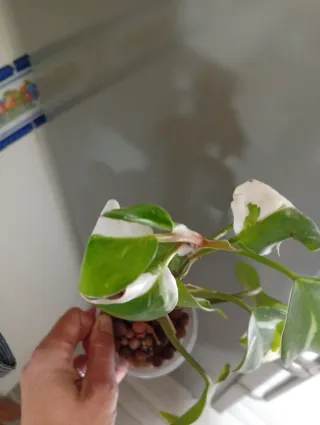 Philodendron White Princess