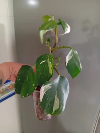 Philodendron White Princess