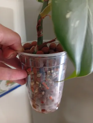 Philodendron White Princess