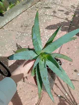 Planta Áloe Vera