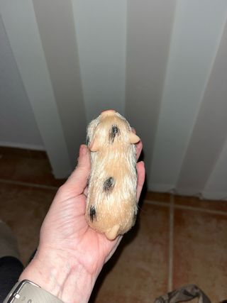 Cerdito de silicona con manchas en el lomo . Para