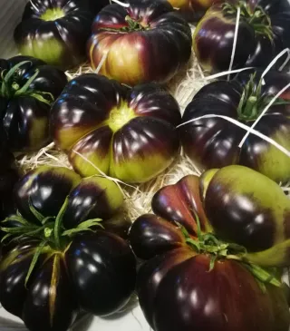 Semillas Tomate Mar Azul