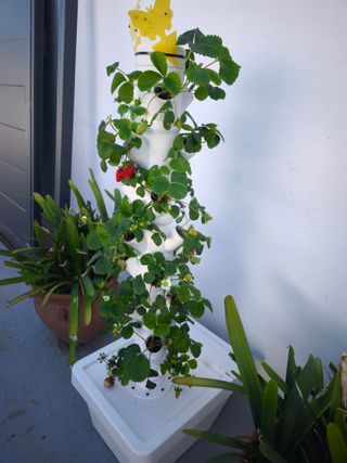 Torres hidropónicas