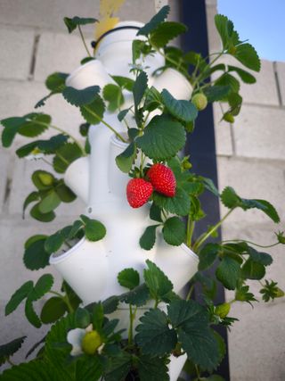 Torres hidropónicas