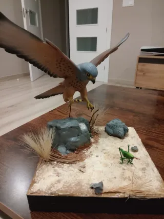 Diorama Cernícalo Primilla