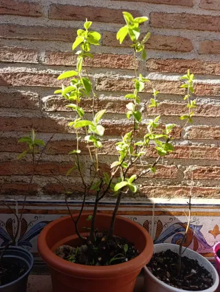 Prebonsai árbol en maceta