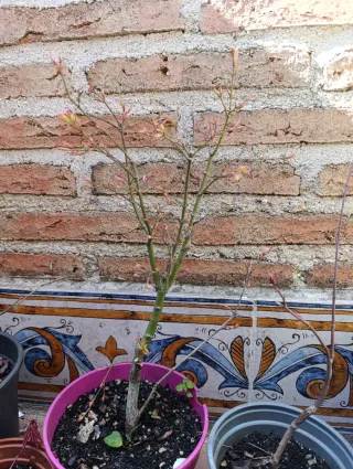 Prebonsai árbol en maceta