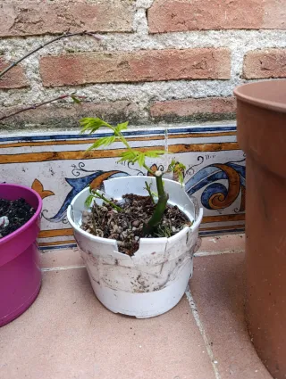 Prebonsai árbol en maceta