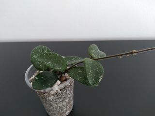 Hoya Mathilde Splash
