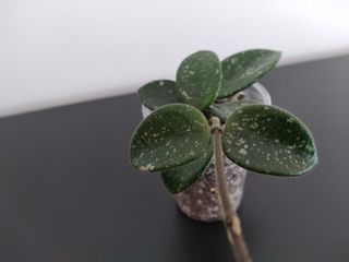 Hoya Mathilde Splash