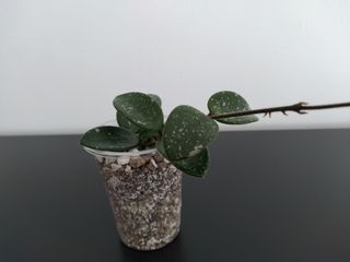 Hoya Mathilde Splash