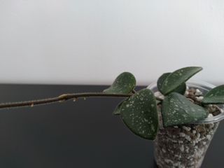 Hoya Mathilde Splash