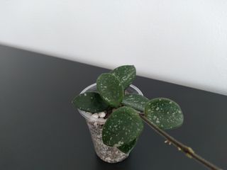 Hoya Mathilde Splash