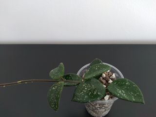Hoya Mathilde Splash