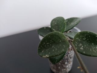 Hoya Mathilde Splash