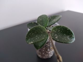 Hoya Mathilde Splash