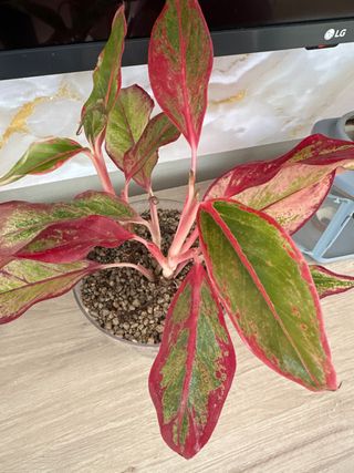 Aglaonema Roja Planta