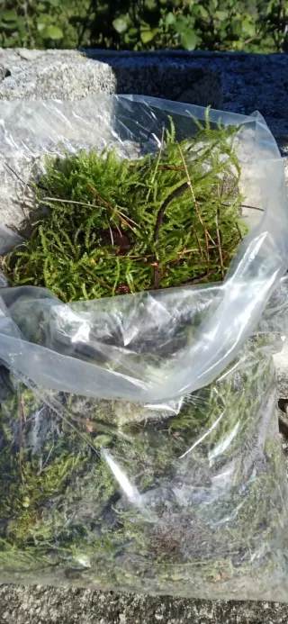 Musgo natural para decoración. 5/0'5kg.  10€/kg