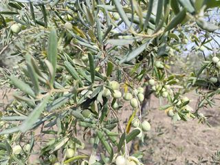 Terreno en venta en Coín