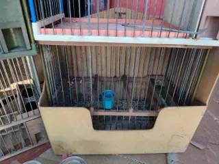 Jaulas para pájaros